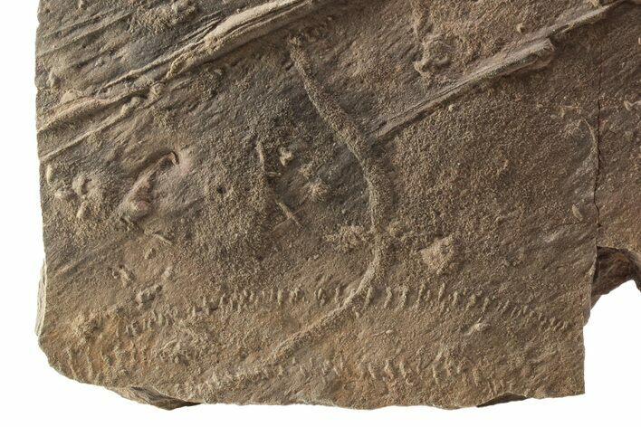 Cruziana (Fossil Trilobite Trackway) - Morocco #253158